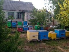 Продам пчелосемьи,отводки,пчелопакеты