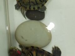 Черепахи красноухие В добрые руки