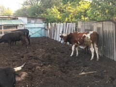 Коровы,быки,телята