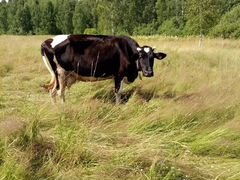 Черно пестрая корова