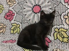 Ласковый котик с изюминкой. 3 месяца