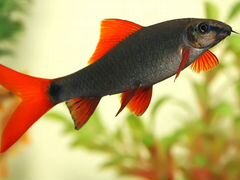Рыбка Лабео зеленый