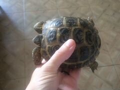 Черепаха Сух-я с аквариумом