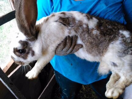 Крольчата 1.5мес.кролики 4 месяца