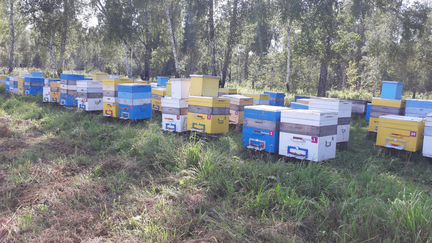 Продам пчел в Искитимском районе