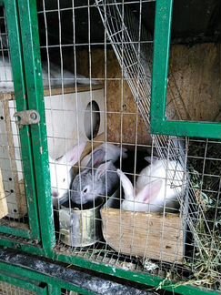 Кролики для дачи (мясо)