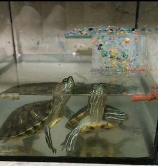 Черепахи и Аквариум