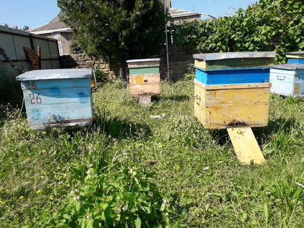 Улья пчелы горный чистый мед рамки есть в продаже