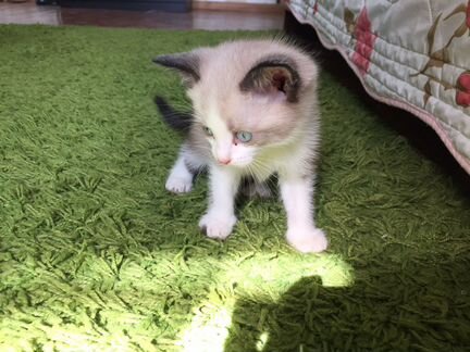 Котёнок сиамской кошки (1мес, мальчик)