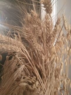 Продам пшеницу 2019