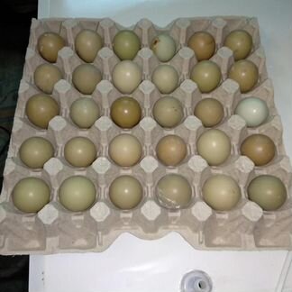 Инкубационное яйцо охотнечьего фазана