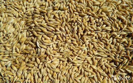 Зерно корма Ячмень просо пшеница