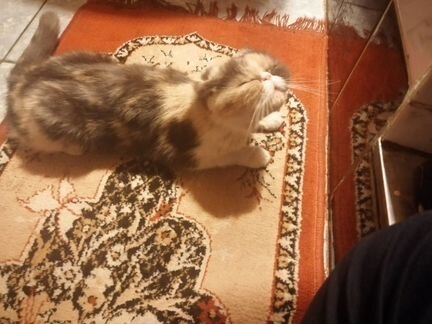 Персицкая кошка