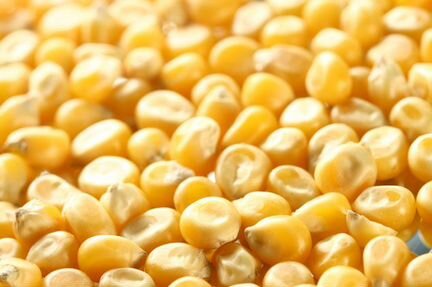 Кукуруза-Пшеница