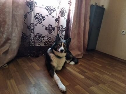 Потерялся щенок западносибирской лайки в коченевск