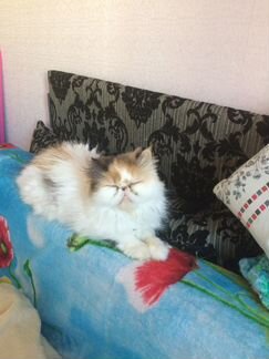 Персидская кошка.Вязка