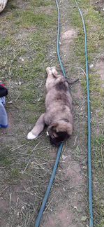 Кавказская овчарка щенок