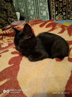 Котёнок редкого окраса, черный прямоухий шотландец