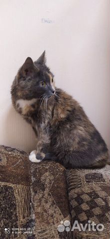 Кошечка ищет дом