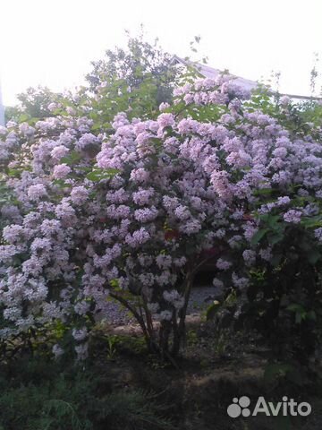 Декоративные кустарники