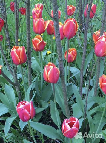 Цветы для сада