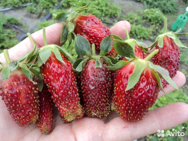 Лучшие сорта клубники оптом и в розницу