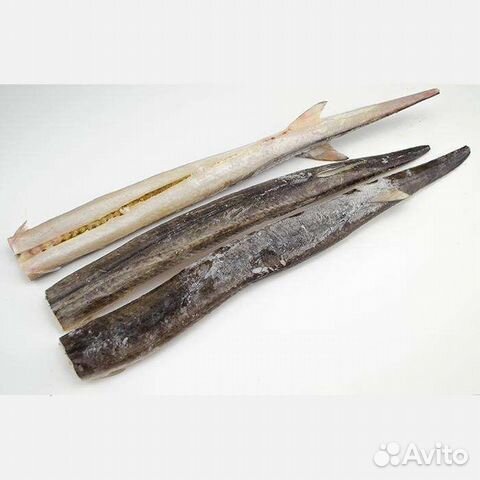 Рыба Игла Фото Рыба Игла Фото