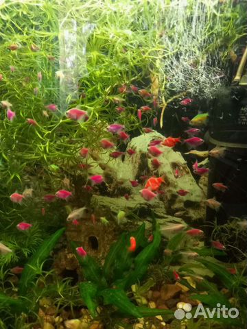 Аквариумные рыбки