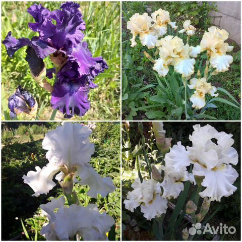 Сортовые ирисы (бородатые)