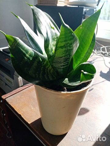 Продам цветок Сансевьера Ханни