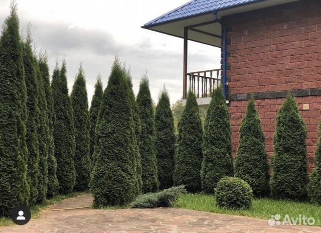 Туя смарагд с доставкой,посадкой 3-3,5метра