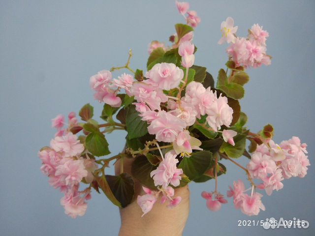 Бегония вечноцветущая махровая розовая