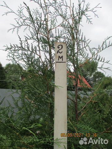 Туи вечно зелёные