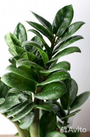 Замиокулькас Зензи (Zenzi)