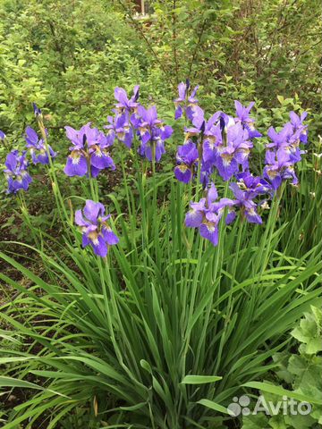 Многолетние цветы