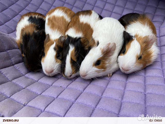 Морские свинки разные