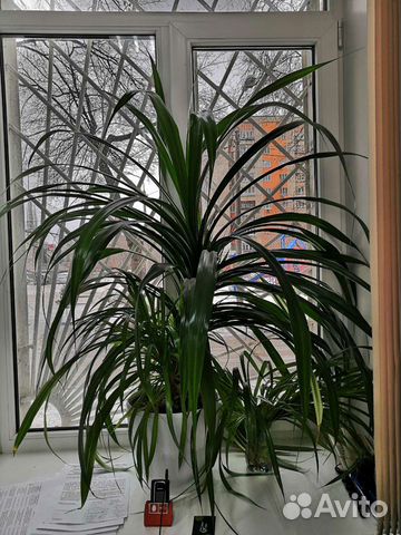Панданус вариегатный