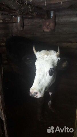Корова Авито Фото