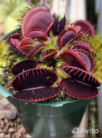 Семена мухоловки MIX RED красных сортов, 3 шт