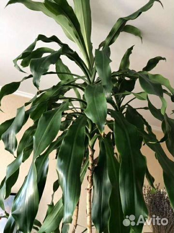 Драцена, денежное дерево, гастерия и другие цветы