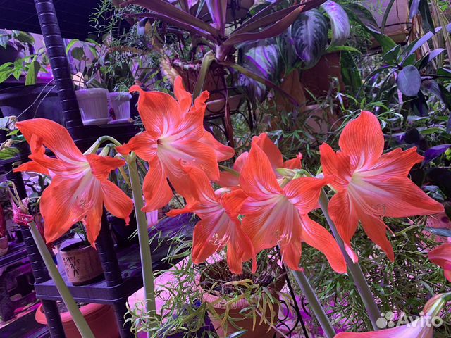 Гиппеаструм