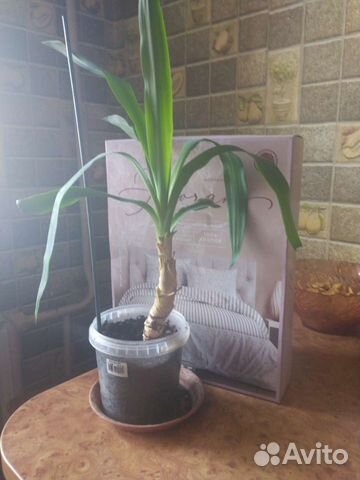 Пальма юкка