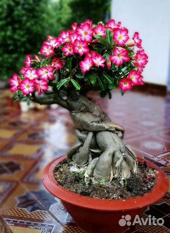 Адениум, рассада