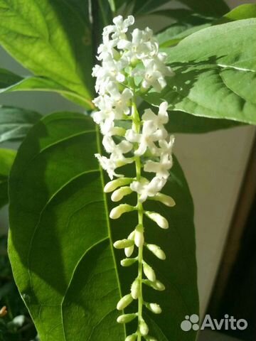 Цитарексилум