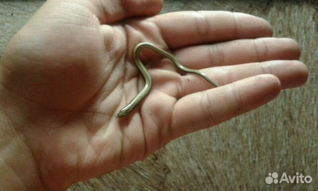 безногие ящерицы безногие ящерицы