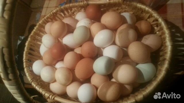 Пушкинские яйца купить. Пушкинские яйца. Яйцо в Петрозаводске. Яйца по пушкински. Каким цветом несут яйца Пушкинские фото.