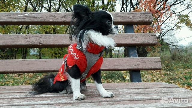 Чихуахуа для вязки Чихуахуа для вязки