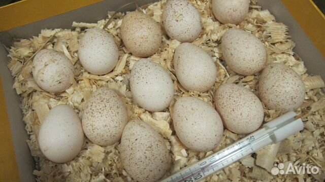 Инкубационное яйцо сев-кавказ. индюшка Зеленоград