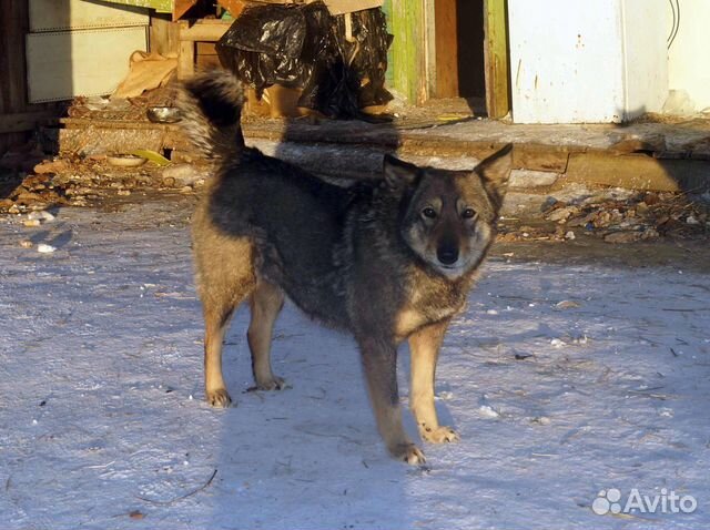Идеальная собака-компаньон семье и взрослым людям купить на Зозу.ру - фотография № 3