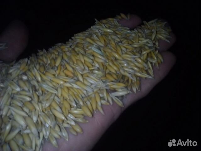 Продаётся зерно фуражное(пшеница,ячмень,овес,мука) купить на Зозу.ру - фотография № 1